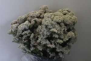 FLEUR DE RIZ BLANCHE 60